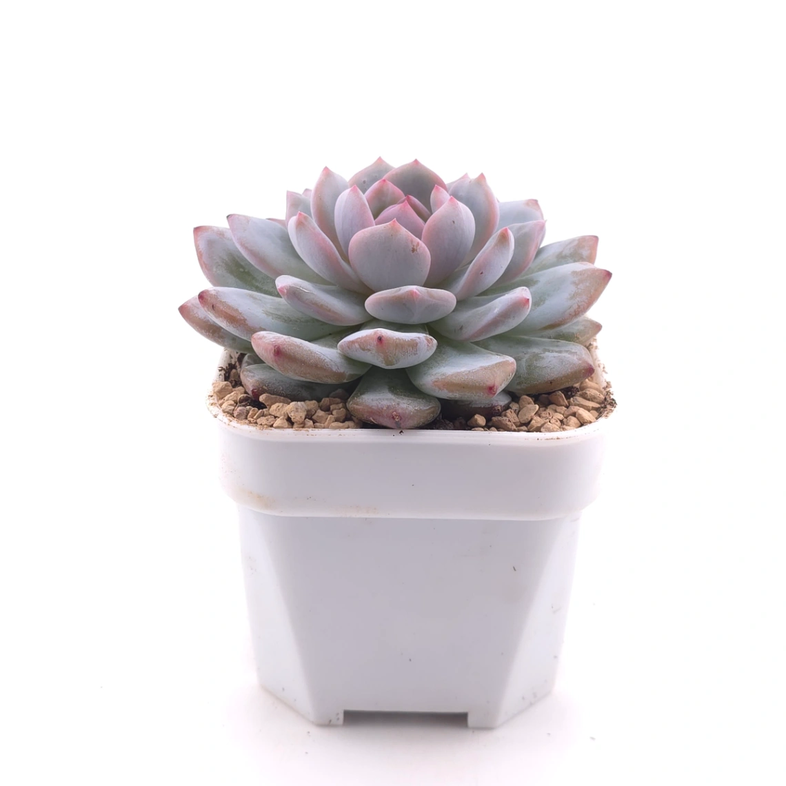 Echeveria ‘Star Orange’ | 星星橙 thumbnail 3