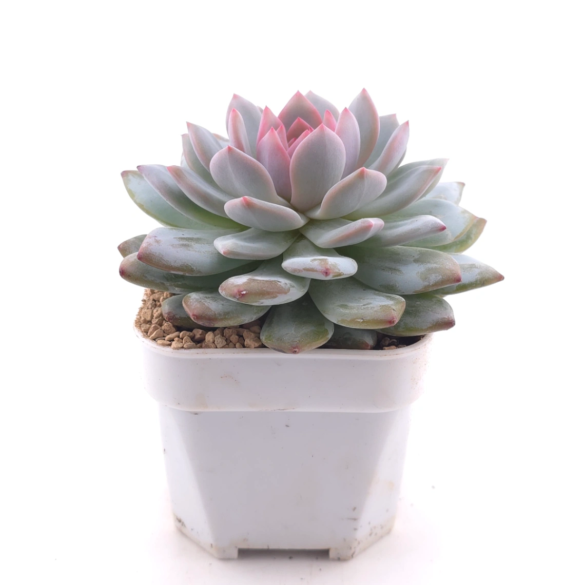 Echeveria ‘Star Orange’ | 星星橙 thumbnail 3
