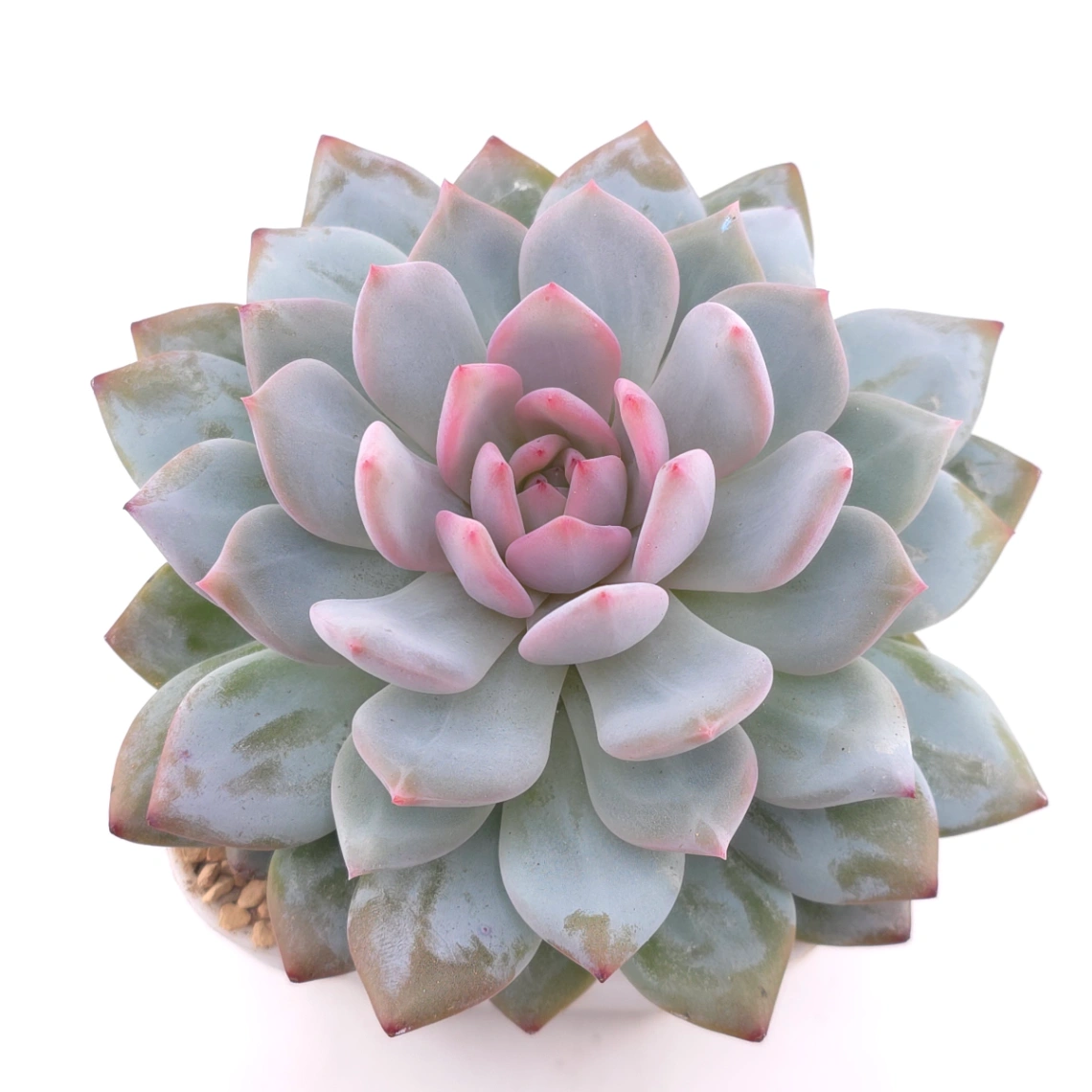 Echeveria ‘Star Orange’ | 星星橙 - View 1
