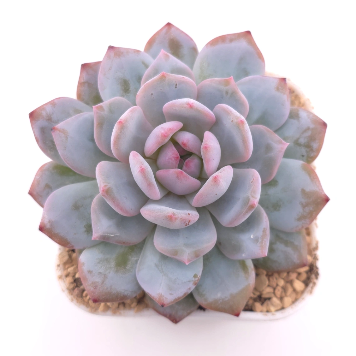 Echeveria ‘Star Orange’ | 星星橙 - View 1
