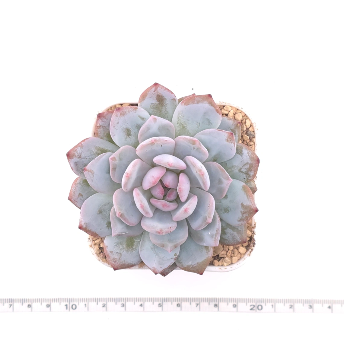 Echeveria ‘Star Orange’ | 星星橙 thumbnail 4