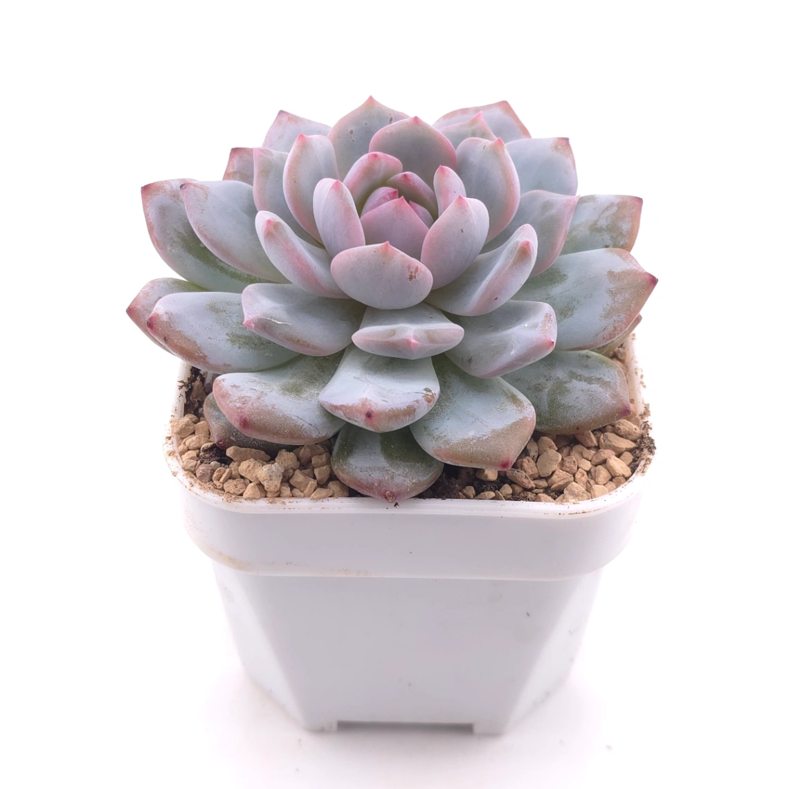 Echeveria ‘Star Orange’ | 星星橙 thumbnail 2