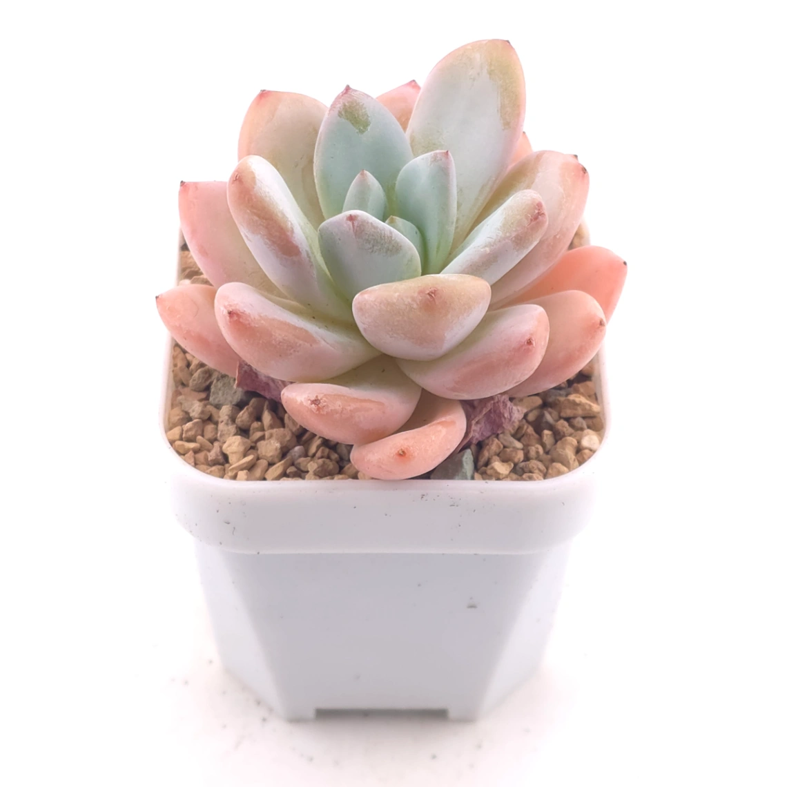 Echeveria ‘Star Snow’ | 星雪 thumbnail 2