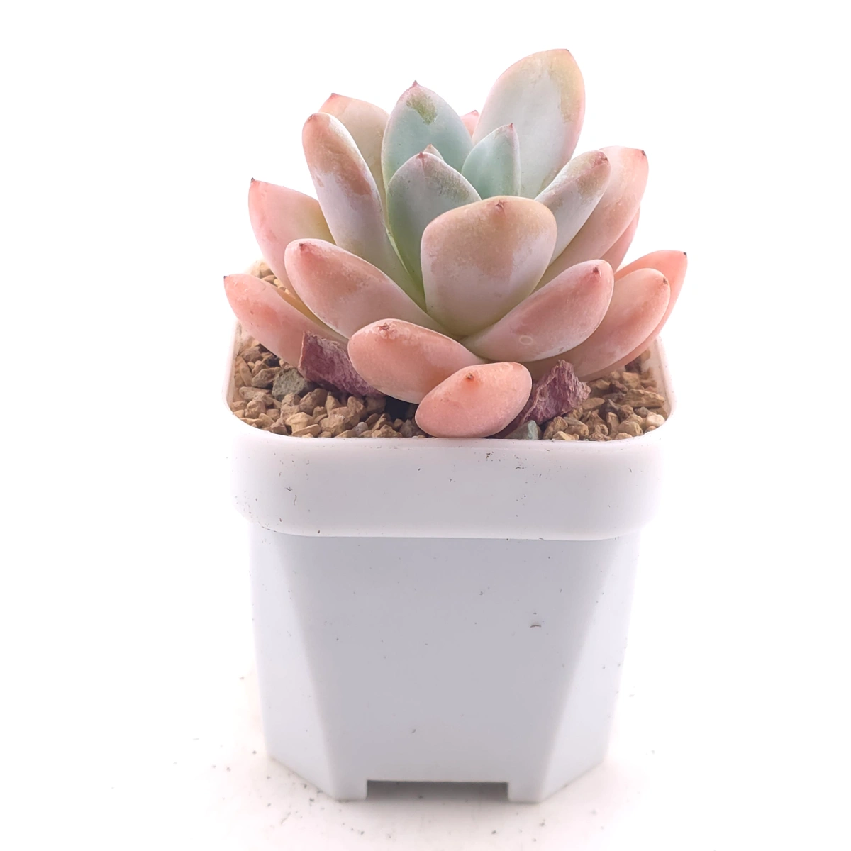 Echeveria ‘Star Snow’ | 星雪 thumbnail 3