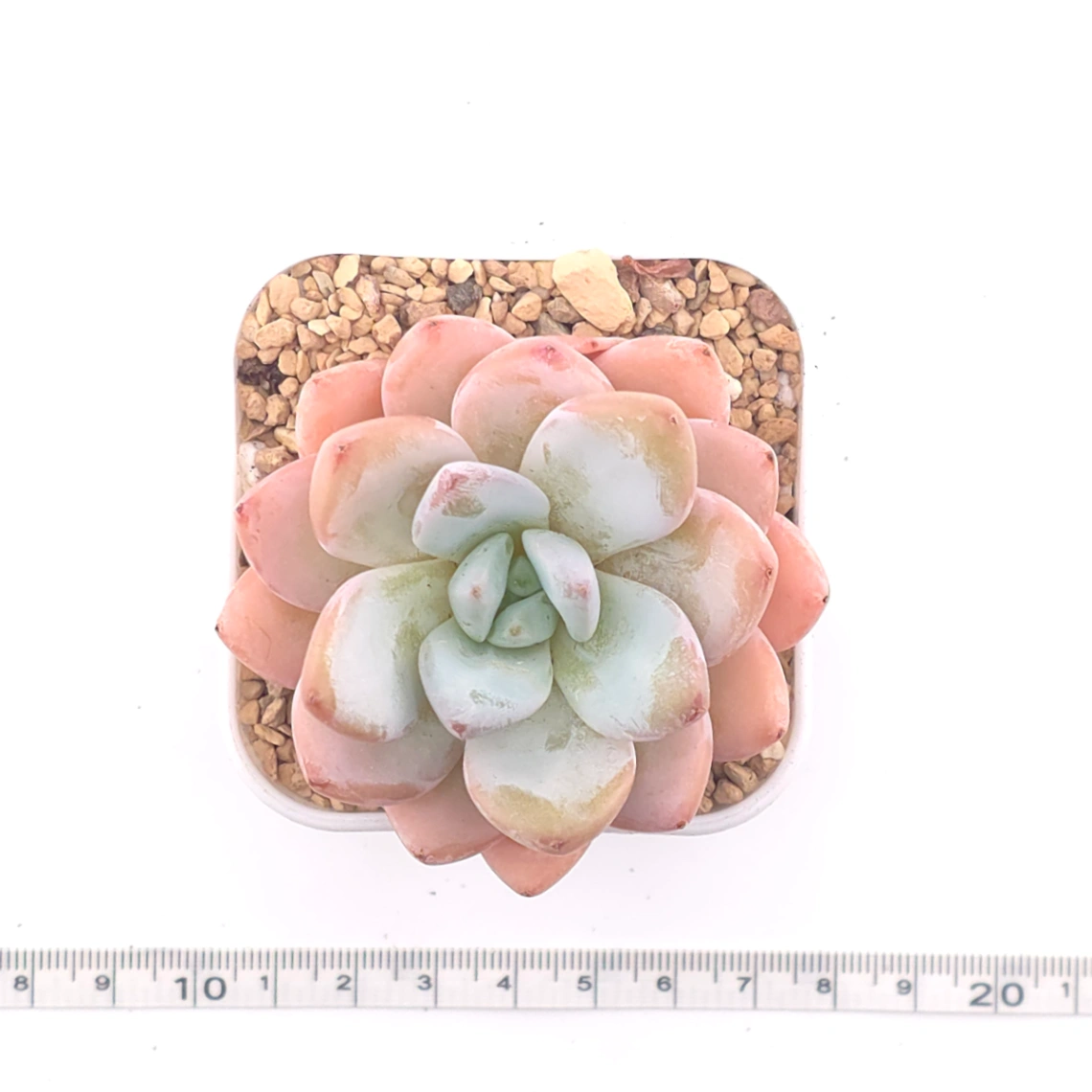 Echeveria ‘Star Snow’ | 星雪 thumbnail 4