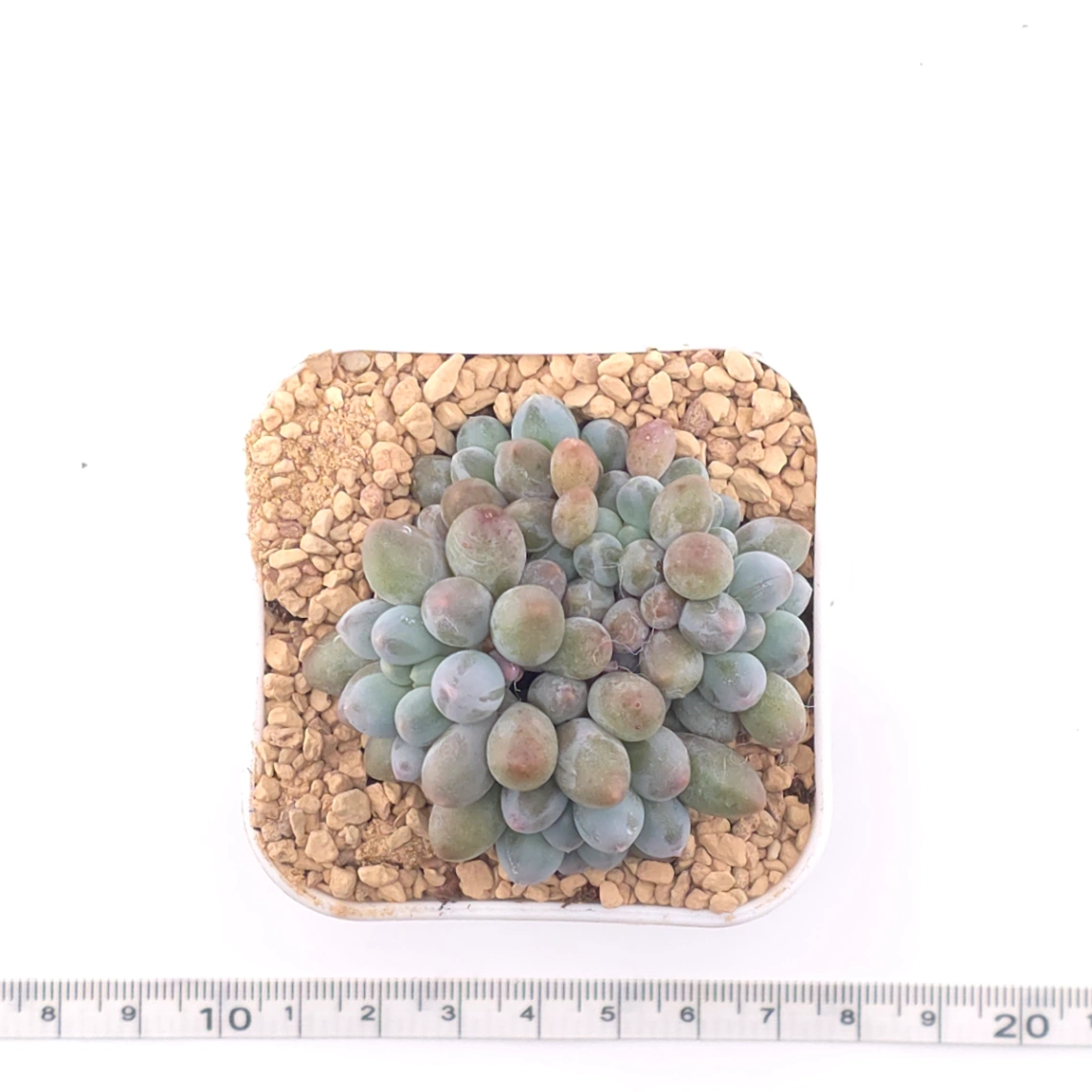 Graptopetalum Glutinous Rice Balls | 糯米糍 thumbnail 4