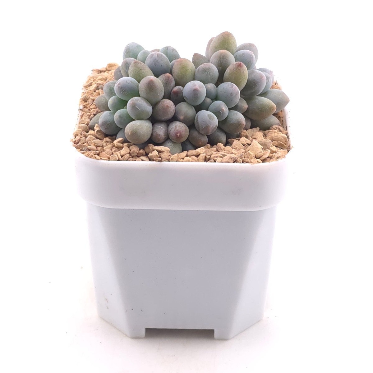 Graptopetalum Glutinous Rice Balls | 糯米糍 thumbnail 3