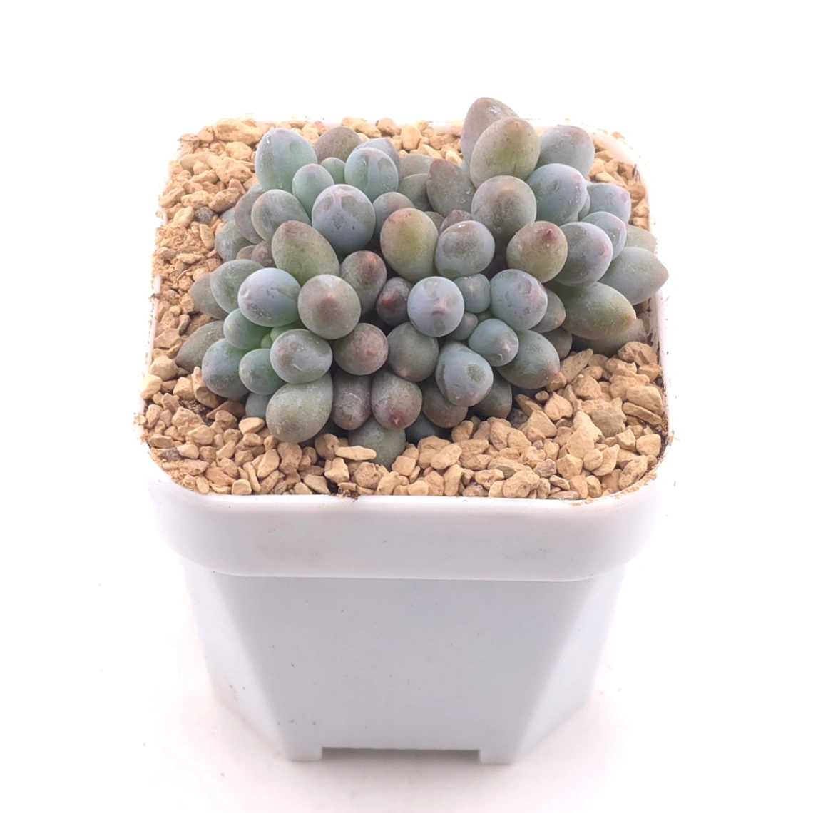 Graptopetalum Glutinous Rice Balls | 糯米糍 thumbnail 2