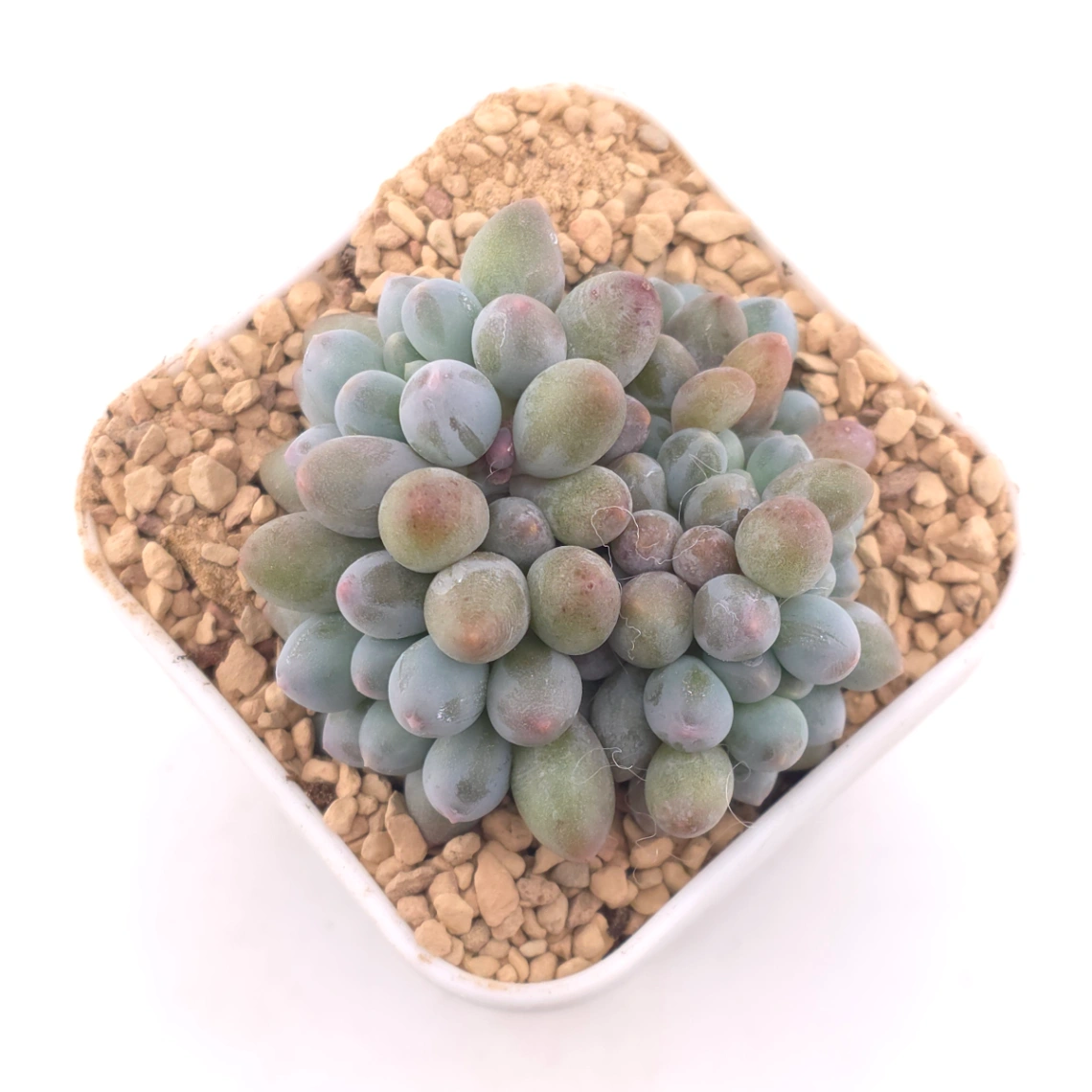 Graptopetalum Glutinous Rice Balls | 糯米糍 - View 1