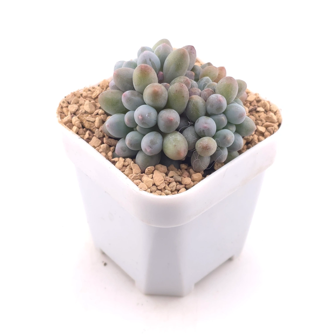 Graptopetalum Glutinous Rice Balls | 糯米糍 thumbnail 2