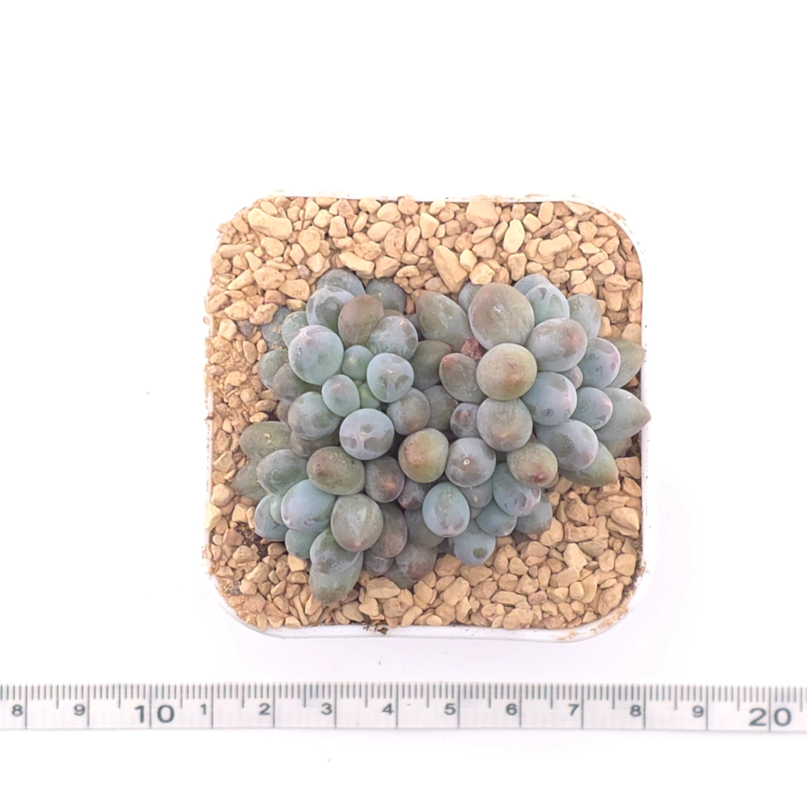 Graptopetalum Glutinous Rice Balls | 糯米糍 thumbnail 4