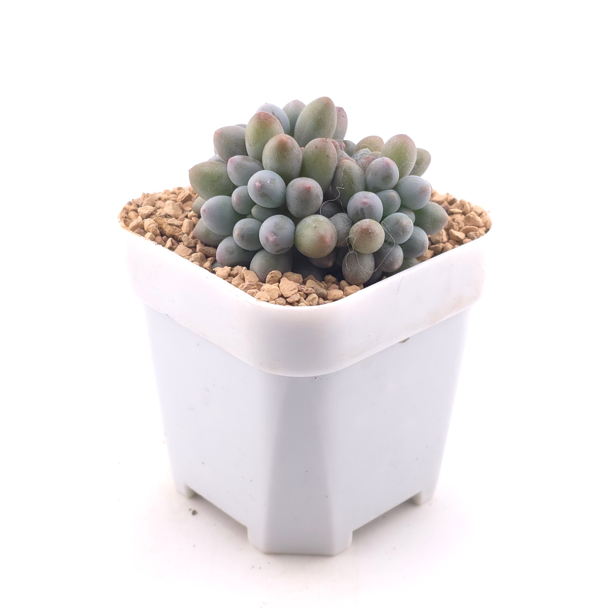 Graptopetalum Glutinous Rice Balls | 糯米糍 thumbnail 3