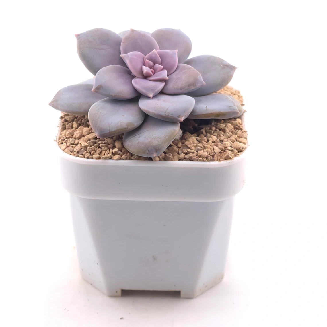 Graptopetalum pentandrum superbum | 華麗風車 thumbnail 3