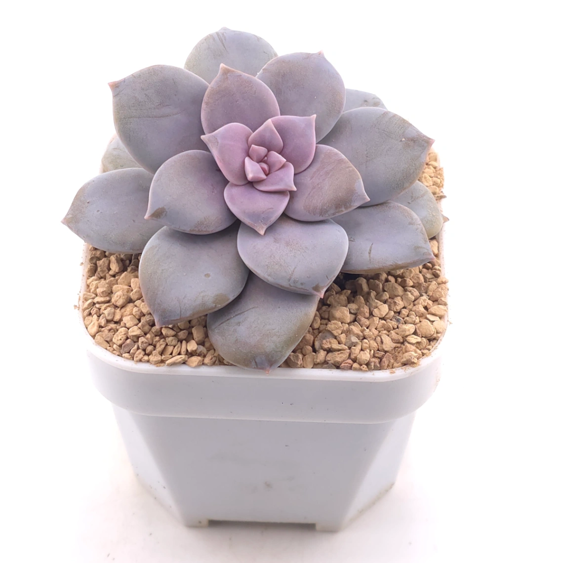 Graptopetalum pentandrum superbum | 華麗風車 thumbnail 2