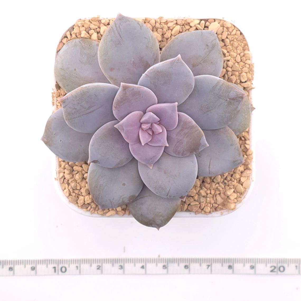 Graptopetalum pentandrum superbum | 華麗風車 thumbnail 4