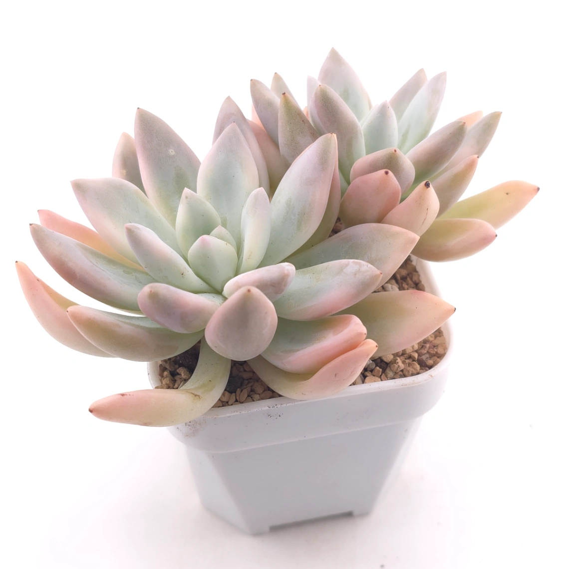 Graptoveria ‘Opalina’ variegated | 奥普琳娜錦 - alternate view