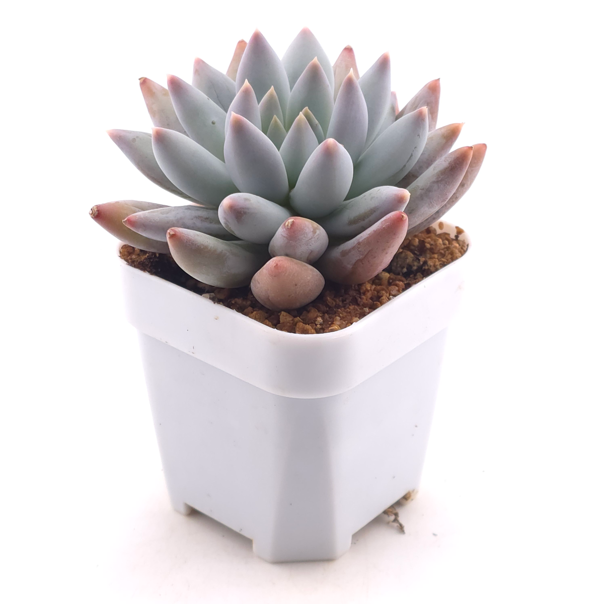 Pachyphytum ‘Angel's Finger’ | 天使手指 thumbnail 3