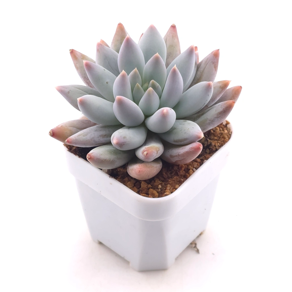 Pachyphytum ‘Angel's Finger’ | 天使手指 thumbnail 2
