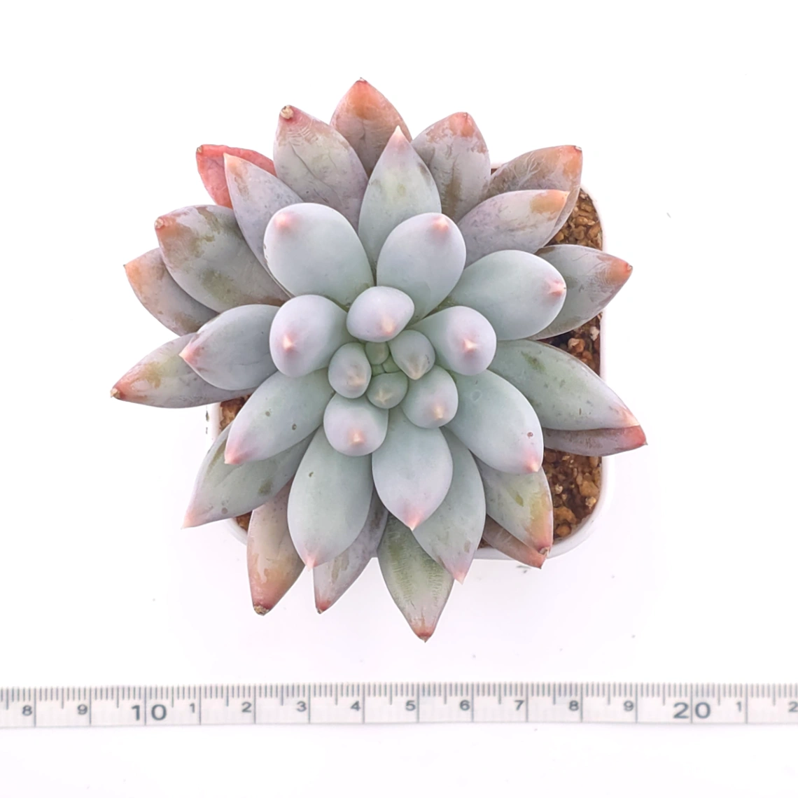 Pachyphytum ‘Angel's Finger’ | 天使手指 thumbnail 4