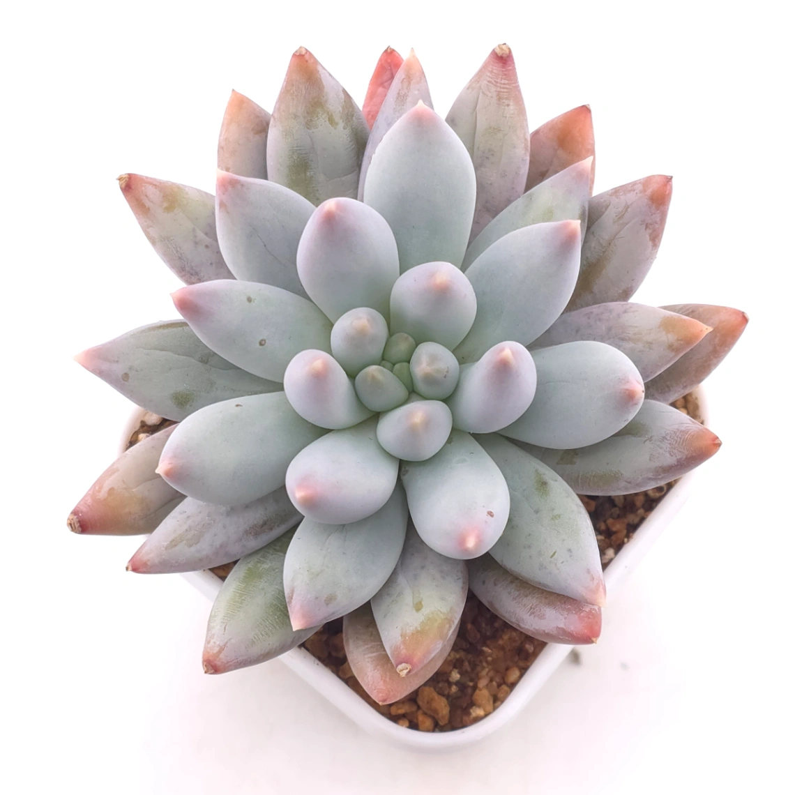 Pachyphytum ‘Angel's Finger’ | 天使手指 - View 1