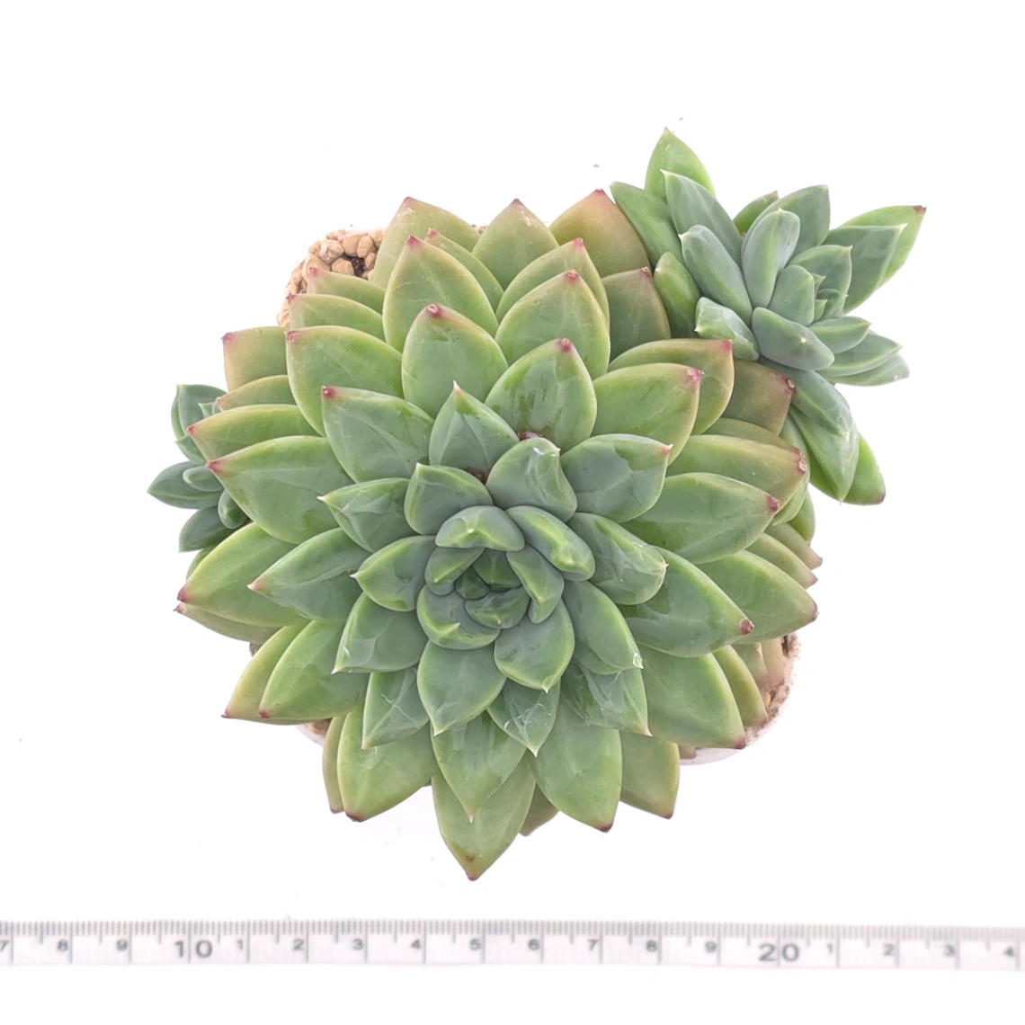 Pachyphytum 'Jasper' | 碧玉 thumbnail 4