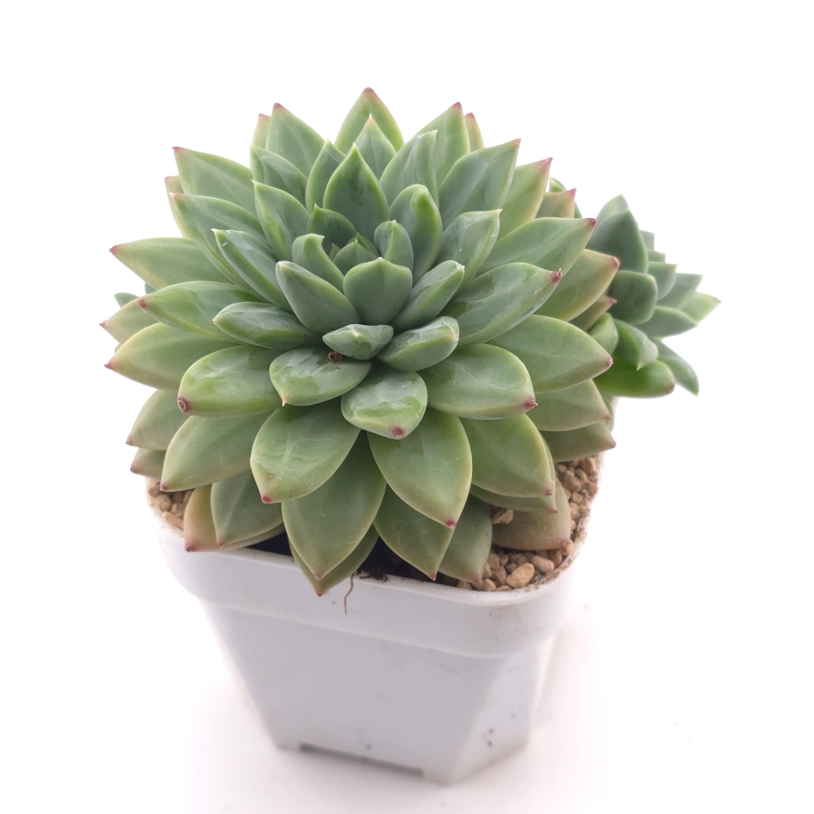 Pachyphytum 'Jasper' | 碧玉 thumbnail 2