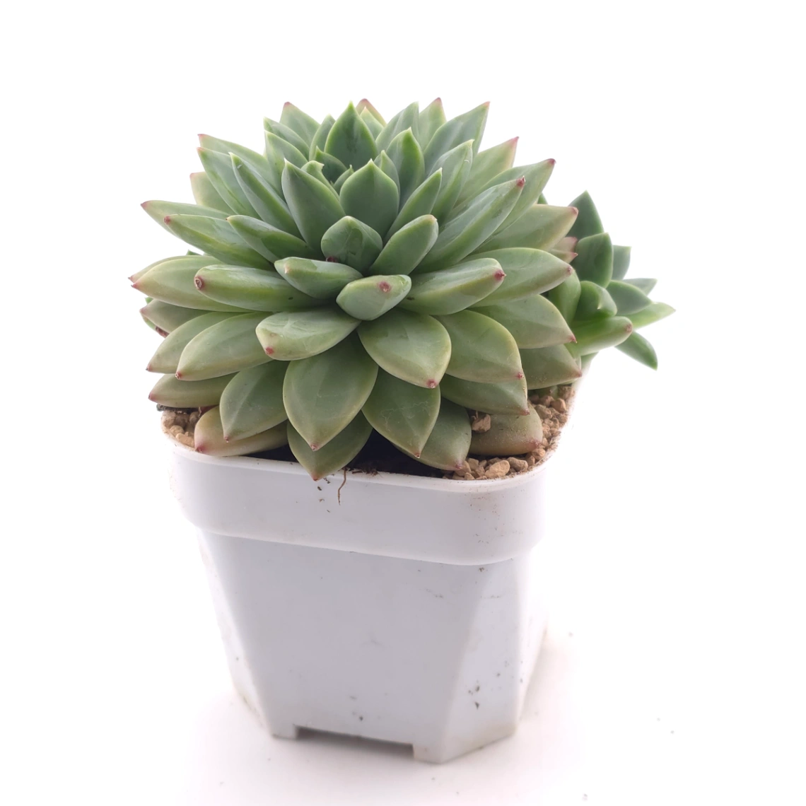 Pachyphytum 'Jasper' | 碧玉 thumbnail 3
