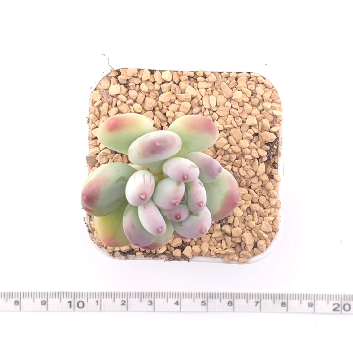 Pachyphytum 'Mikadukibijin' | 三日月美人 thumbnail 4