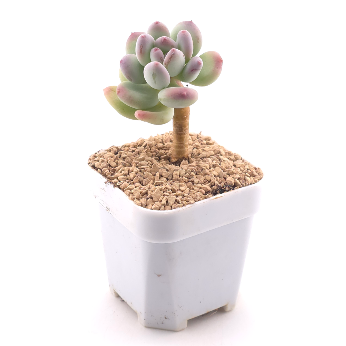 Pachyphytum 'Mikadukibijin' | 三日月美人 thumbnail 3