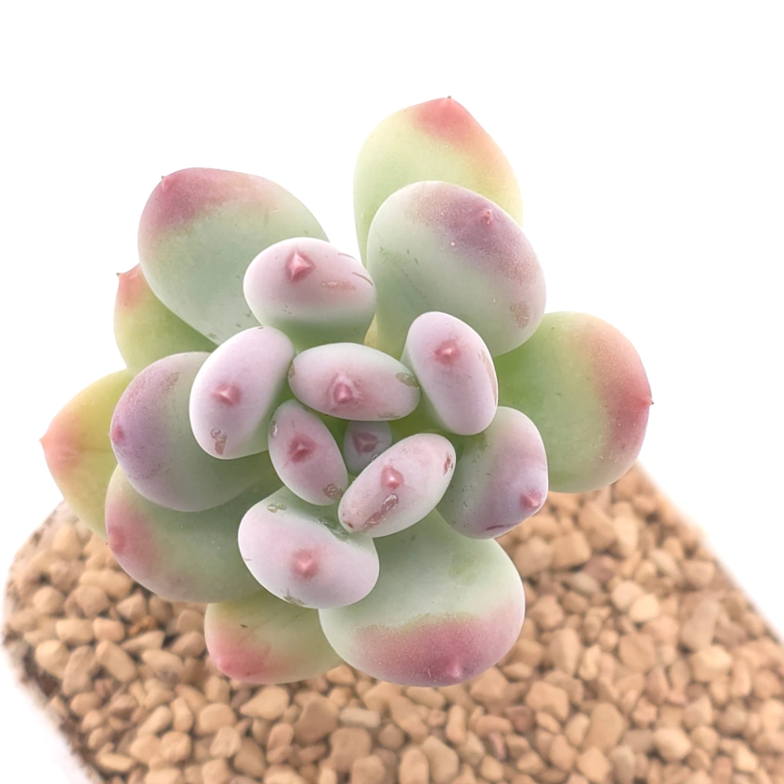Pachyphytum 'Mikadukibijin' | 三日月美人 - View 1