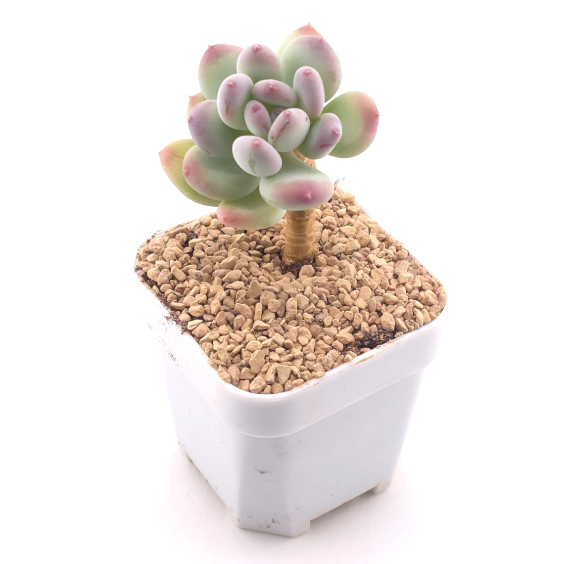 Pachyphytum 'Mikadukibijin' | 三日月美人 thumbnail 2