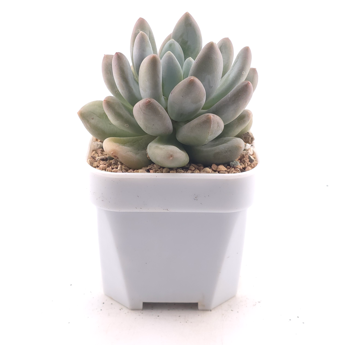 Pachyphytum 'Rice Cake' | 米糕 thumbnail 3