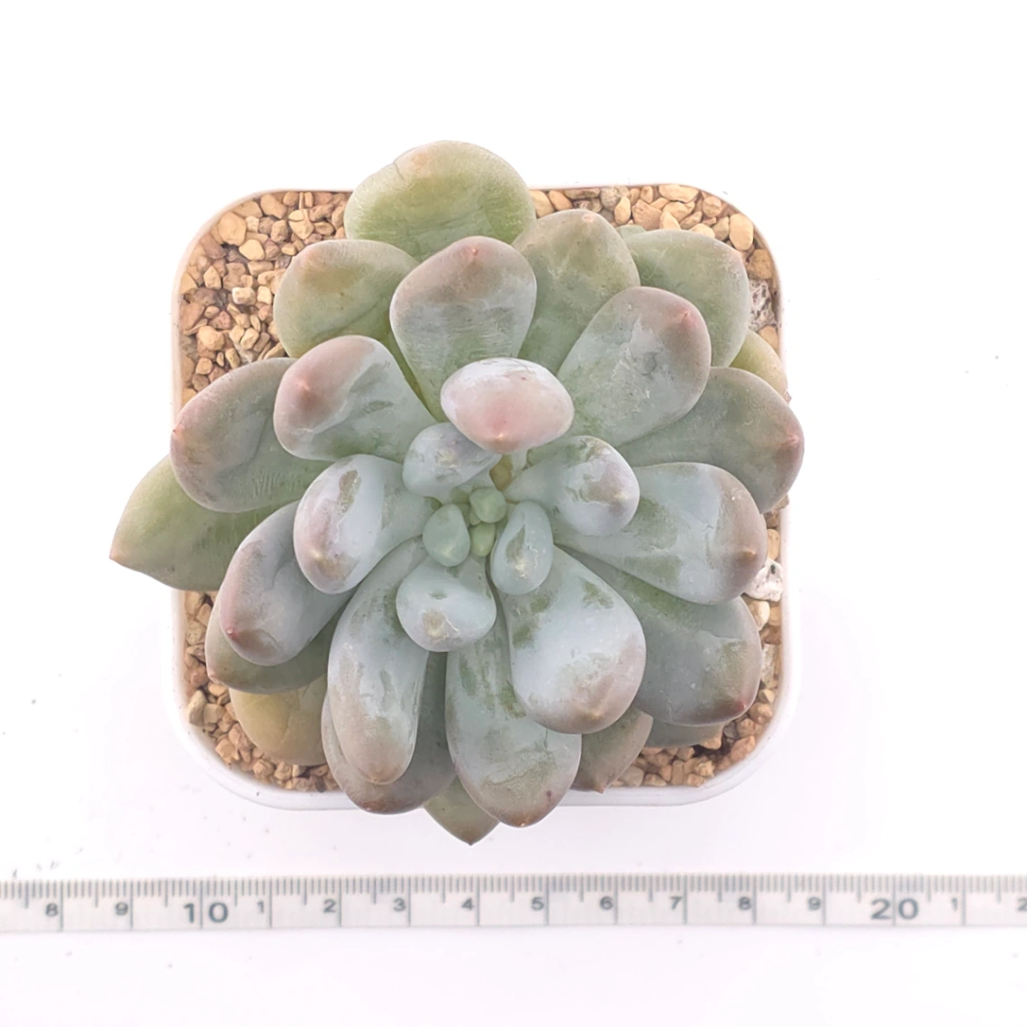 Pachyphytum 'Rice Cake' | 米糕 thumbnail 4