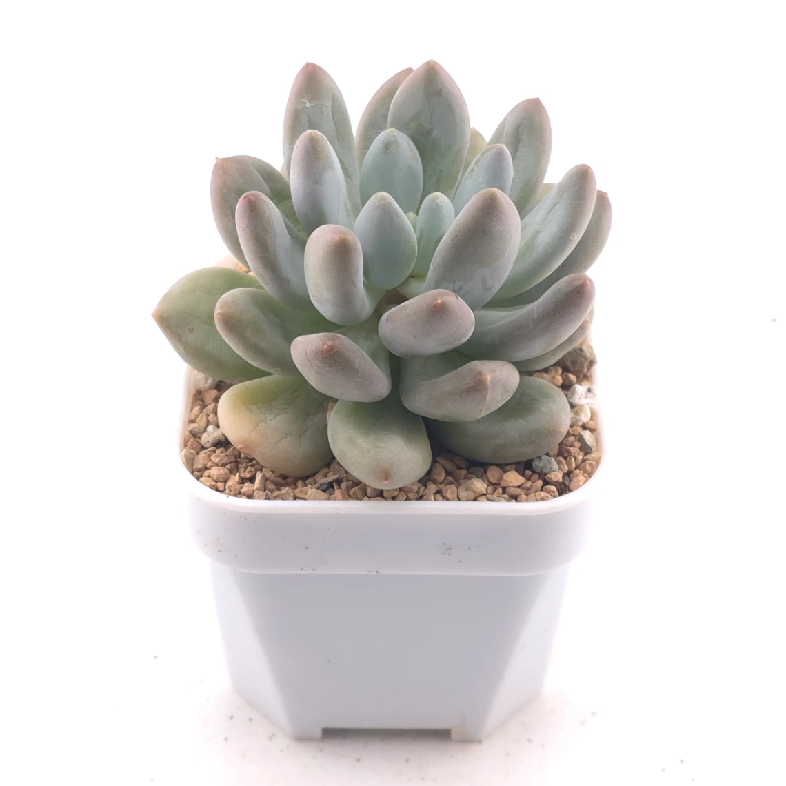Pachyphytum 'Rice Cake' | 米糕 thumbnail 2