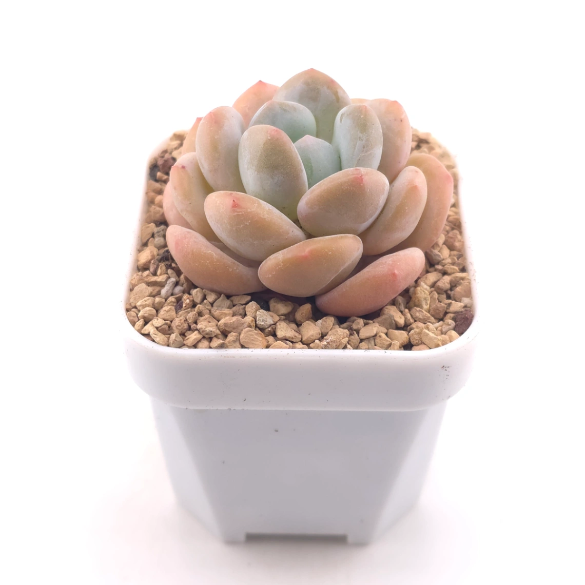 Pachyveria cv ‘Frevel’ | 弗雷費爾 thumbnail 2