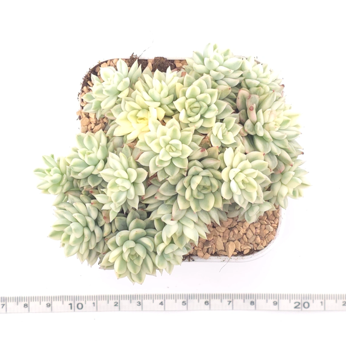 Echeveria ‘Mebina’ variegated clustering | 女雛錦群 thumbnail 4