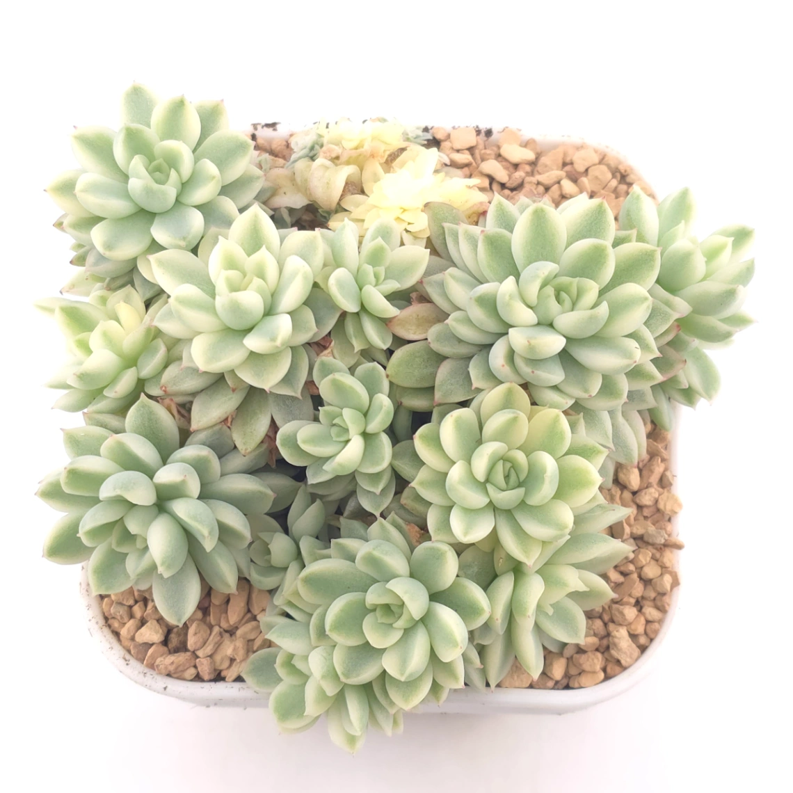 Echeveria ‘Mebina’ variegated clustering | 女雛錦群 - View 1
