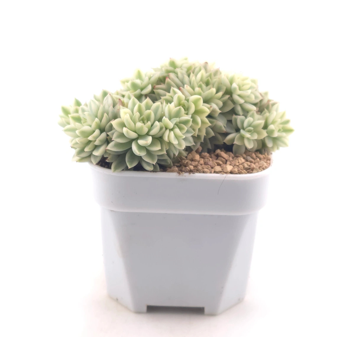 Echeveria ‘Mebina’ variegated clustering | 女雛錦群 thumbnail 3
