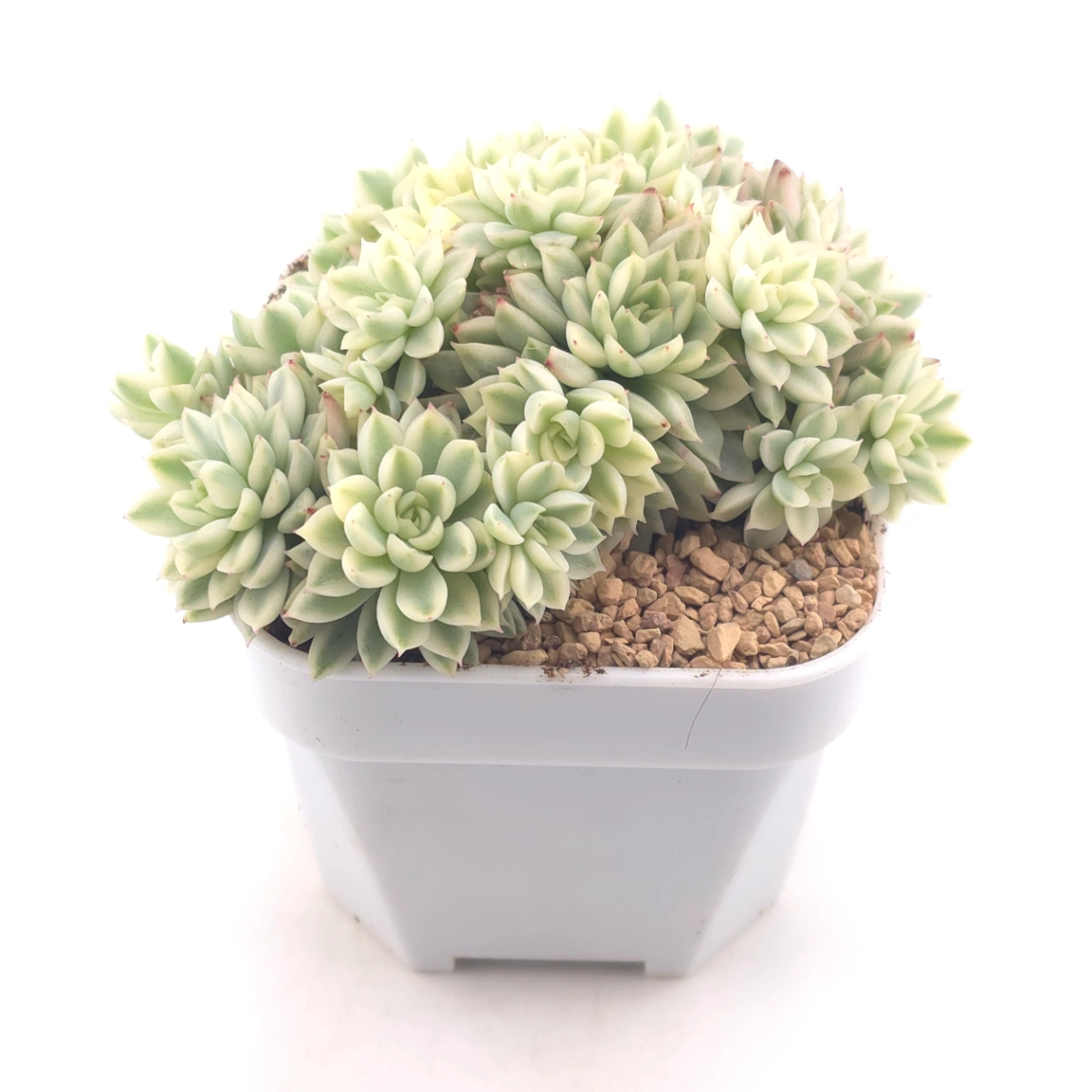 Echeveria ‘Mebina’ variegated clustering | 女雛錦群 thumbnail 2