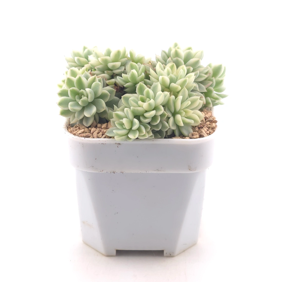 Echeveria ‘Mebina’ variegated clustering | 女雛錦群 thumbnail 3