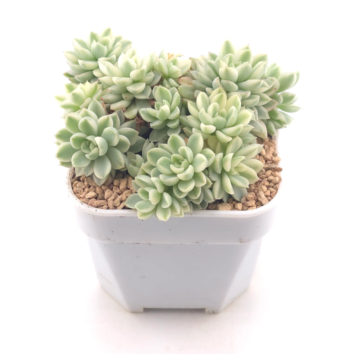 Echeveria ‘Mebina’ variegated clustering | 女雛錦群 thumbnail 2
