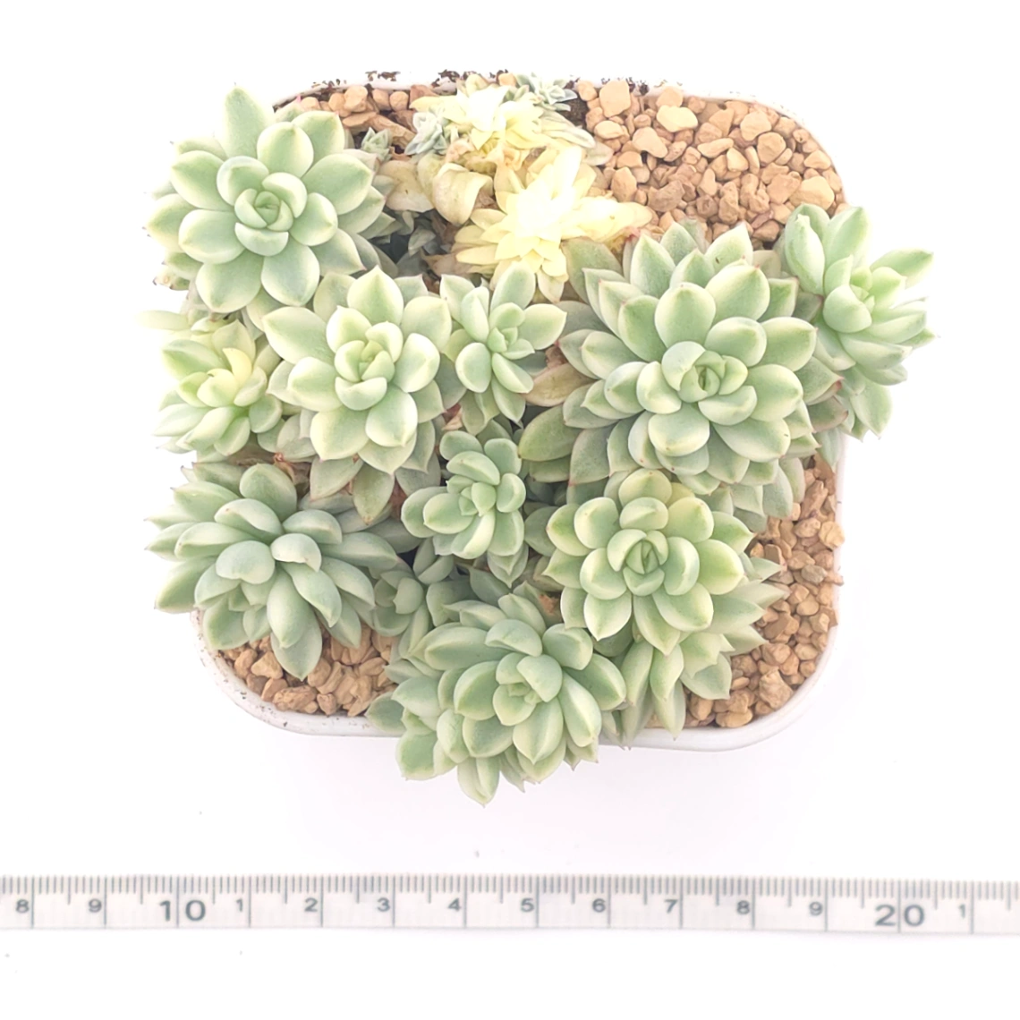 Echeveria ‘Mebina’ variegated clustering | 女雛錦群 thumbnail 4