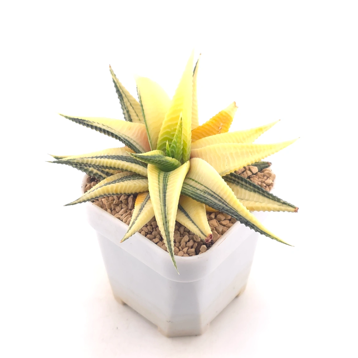 Haworthia limifoli Variegated | 琉璃殿錦 thumbnail 2