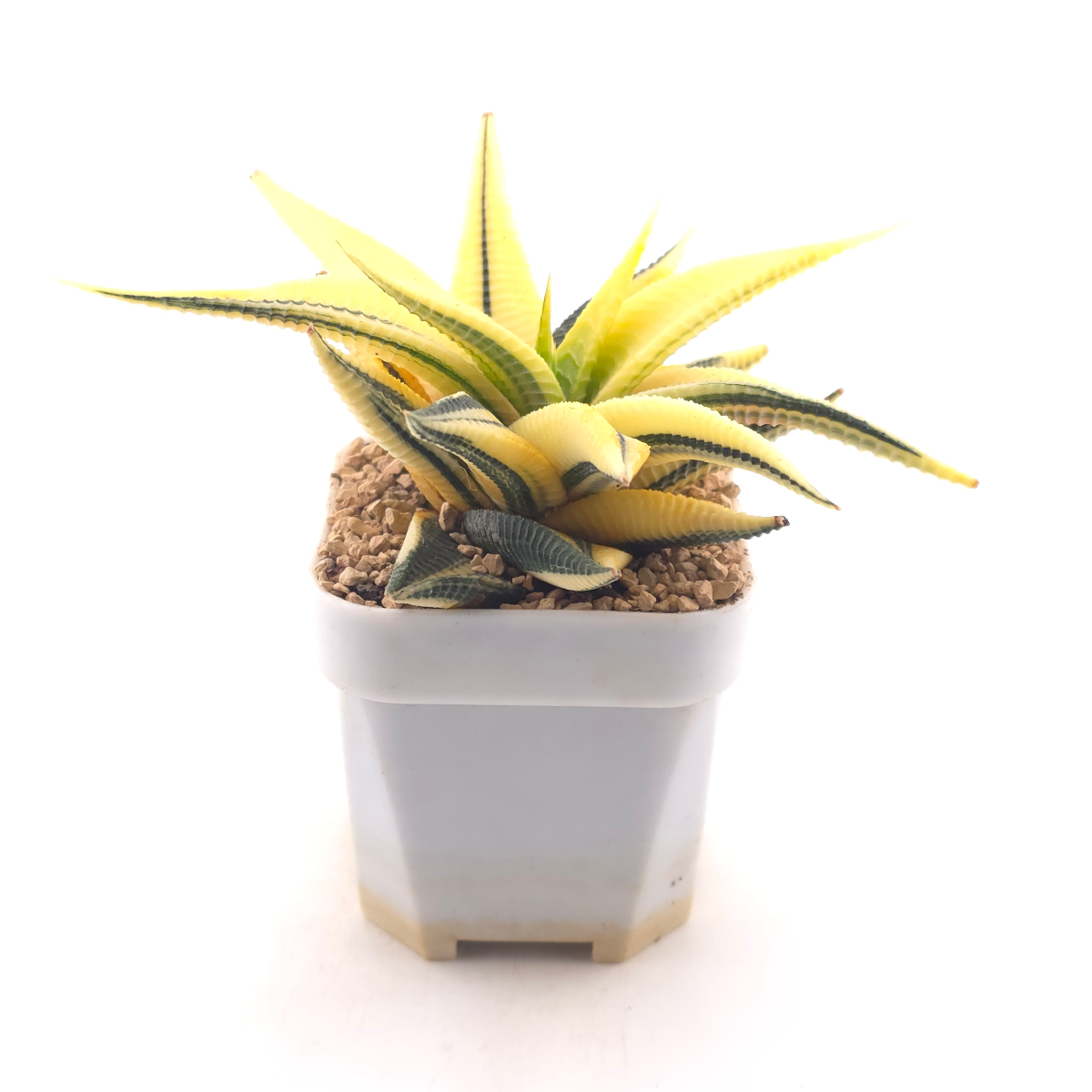 Haworthia limifoli Variegated | 琉璃殿錦 thumbnail 3