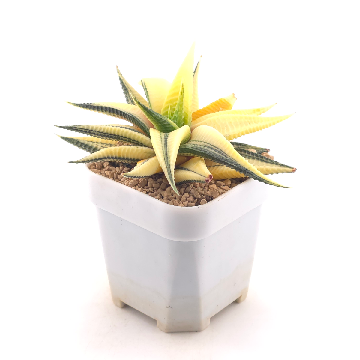 Haworthia limifoli Variegated | 琉璃殿錦 thumbnail 3