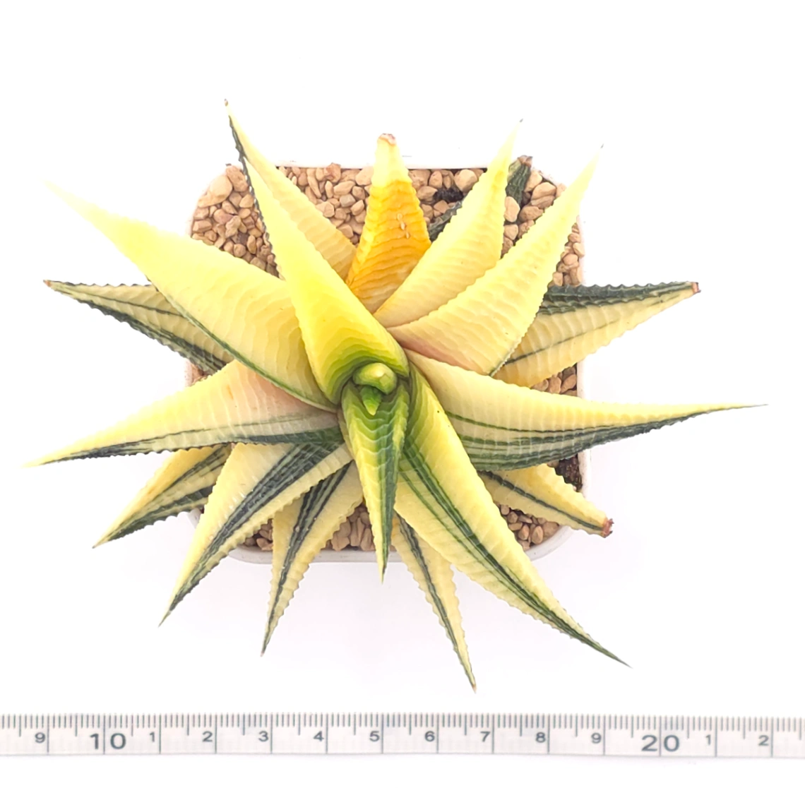 Haworthia limifoli Variegated | 琉璃殿錦 thumbnail 4