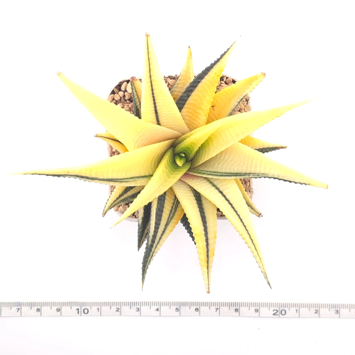 Haworthia limifoli Variegated | 琉璃殿錦 thumbnail 4