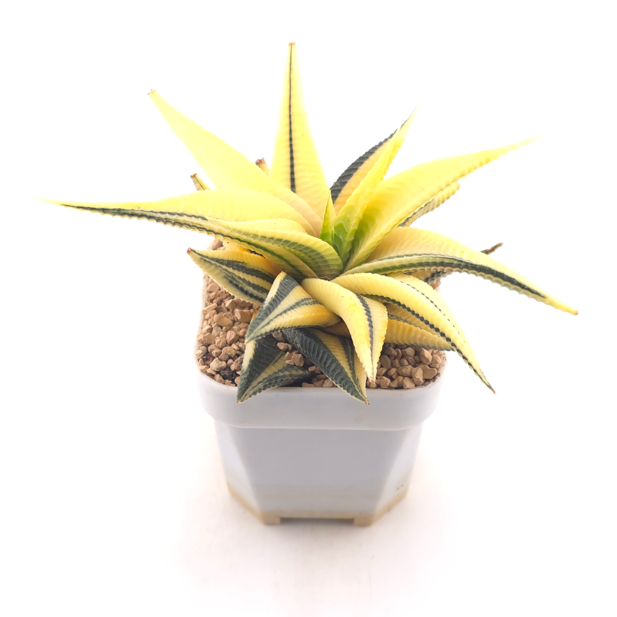 Haworthia limifoli Variegated | 琉璃殿錦 thumbnail 2