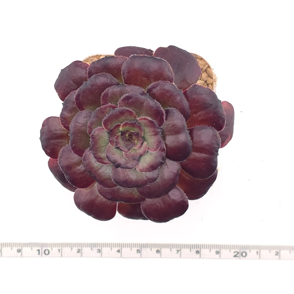 Aeonium ‘Chocolate Rose’ | 巧克力玫瑰 thumbnail 4