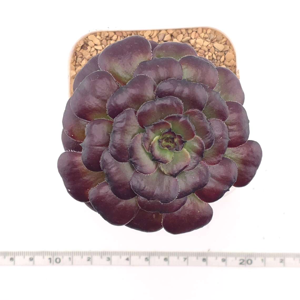 Aeonium ‘Chocolate Rose’ | 巧克力玫瑰 thumbnail 4